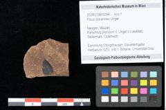 Foto (Objekt + Etikett) von Pinus oceanines Unger (NHMW-GEO-2024-0188-0294)